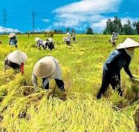 Giáo án Sinh hoạt lớp 7 Con đường tương lai tuần 29