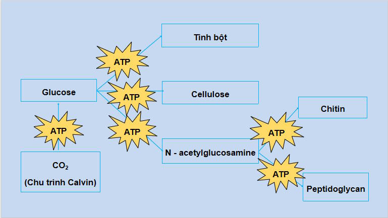 Giáo án PowerPoint Sinh học 10 Kết nối Bài 21