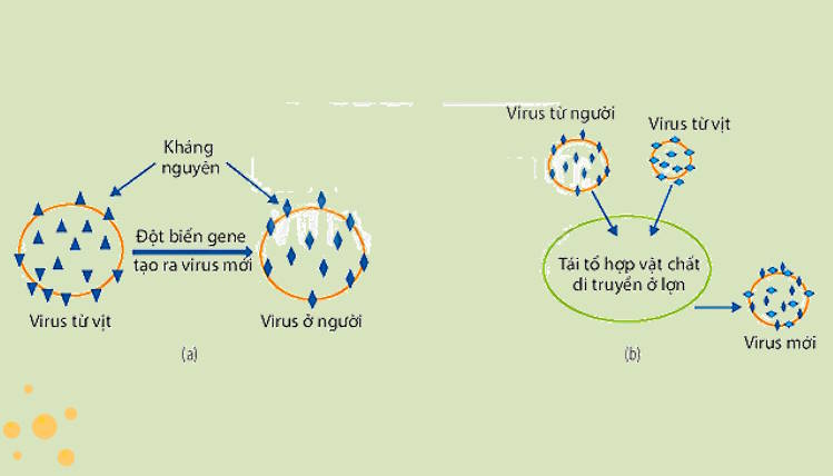 Giáo án PowerPoint Sinh học 10 Kết nối Bài 25