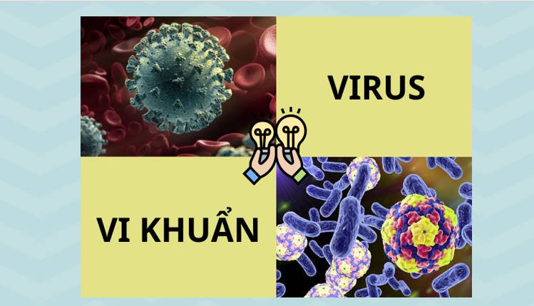 Giáo án PowerPoint Sinh học 10 Kết nối Bài 26