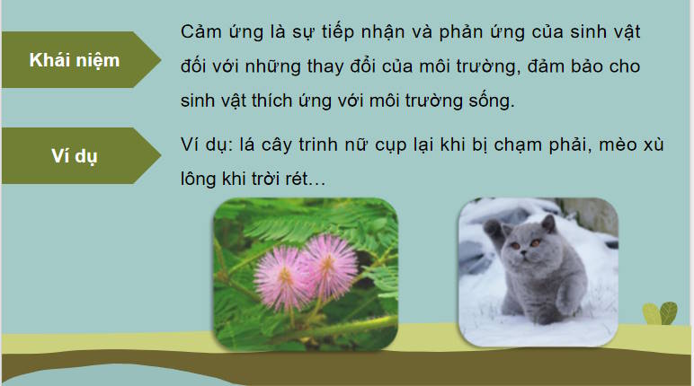 Giáo án PowerPoint Sinh học 11 Bài 14
