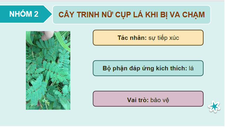 Giáo án PowerPoint Sinh học 11 Bài 15