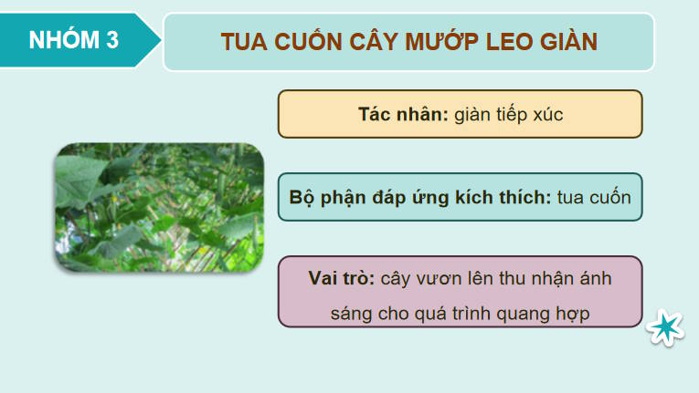Giáo án PowerPoint Sinh học 11 Bài 15