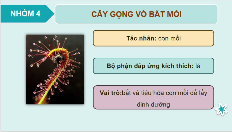 Giáo án PowerPoint Sinh học 11 Bài 15