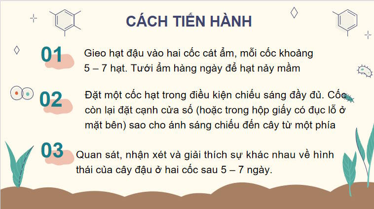 Giáo án PowerPoint Sinh học 11 Bài 16