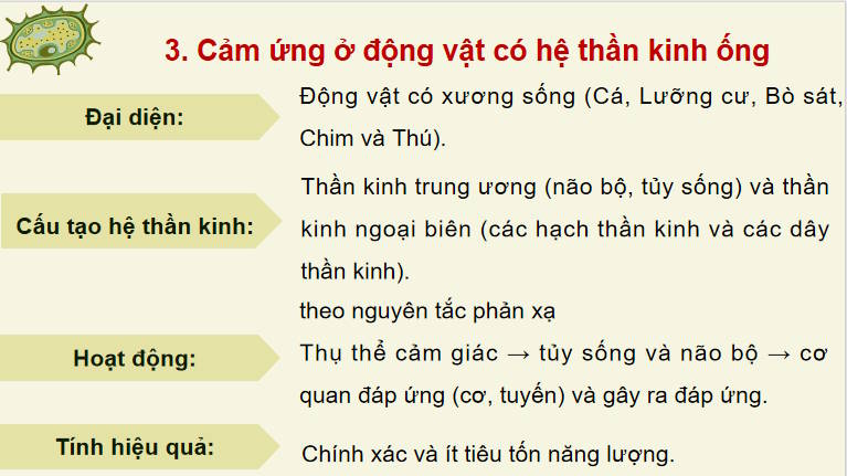 Giáo án PowerPoint Sinh học 11 Bài 17