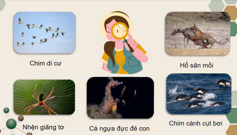 Giáo án PowerPoint Sinh học 11 Bài 18