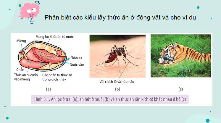 Giáo án PowerPoint Sinh học 11 Bài 8