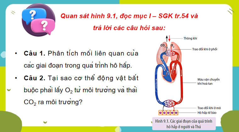 Giáo án PowerPoint Sinh học 11 Bài 9