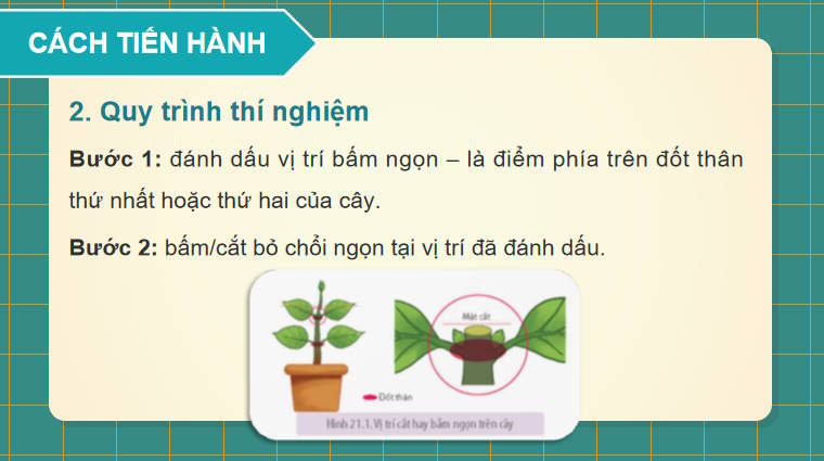 Giáo án PowerPoint Sinh học 11 Bài 21