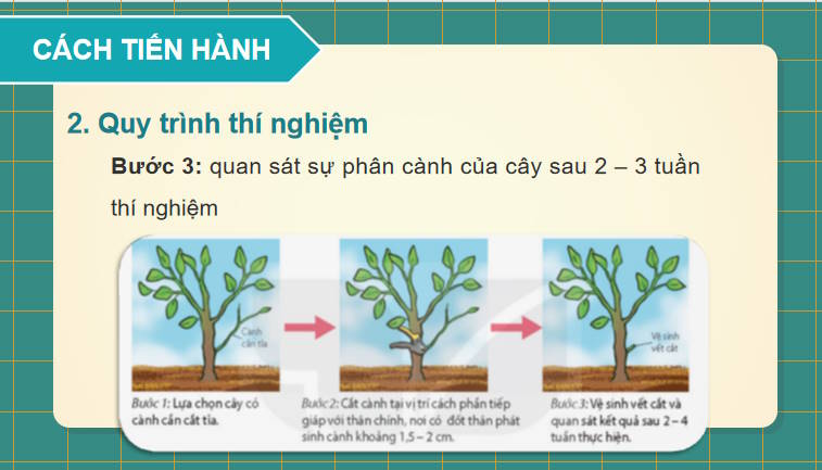 Giáo án PowerPoint Sinh học 11 Bài 21