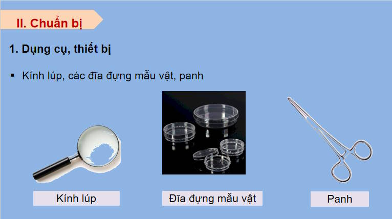 Giáo án PowerPoint Sinh học 11 Bài 23