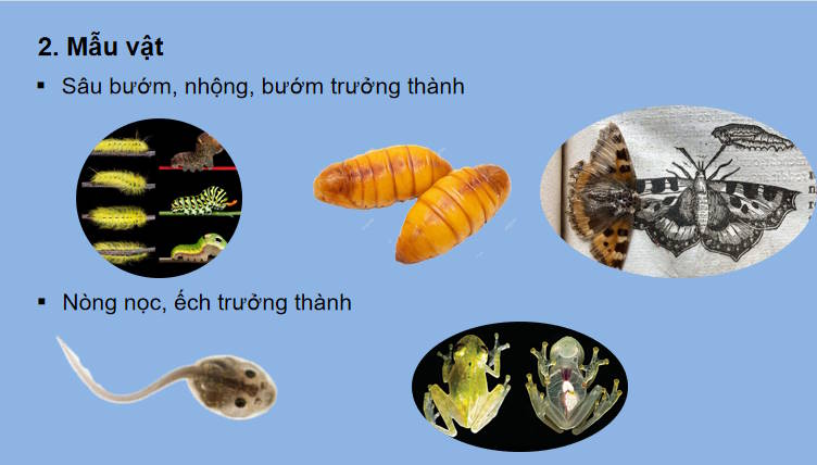 Giáo án PowerPoint Sinh học 11 Bài 23