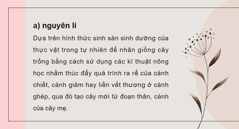 Giáo án PowerPoint Sinh học 11 Bài 26