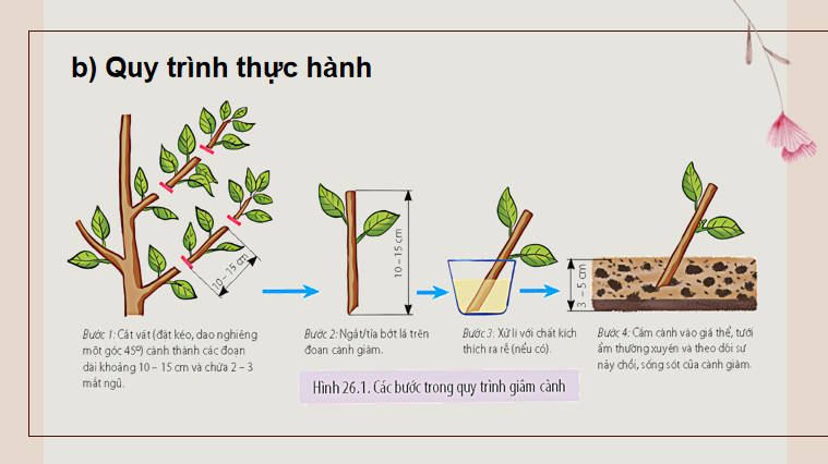 Giáo án PowerPoint Sinh học 11 Bài 26