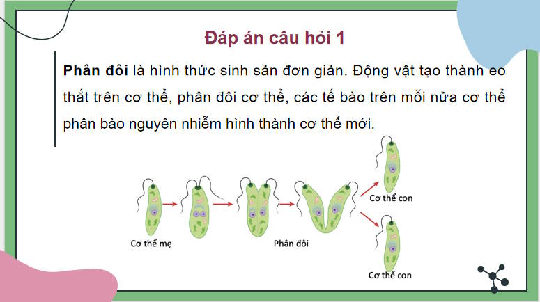 Giáo án PowerPoint Sinh học 11 Bài 27