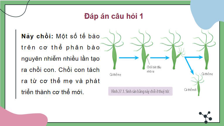 Giáo án PowerPoint Sinh học 11 Bài 27