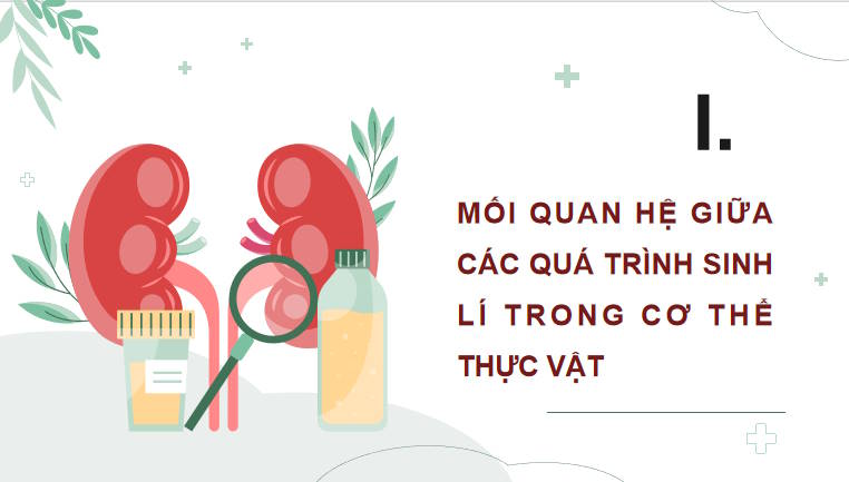 Giáo án PowerPoint Sinh học 11 Bài 28