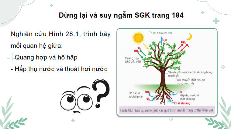 Giáo án PowerPoint Sinh học 11 Bài 28