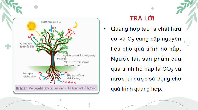 Giáo án PowerPoint Sinh học 11 Bài 28