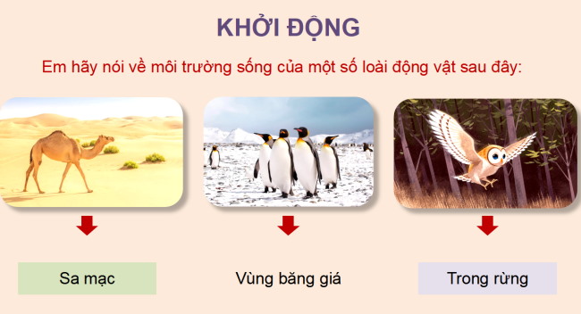 PowerPoint Tiếng Việt 4 Bài 5: Thằn lằn xanh và tắc kè