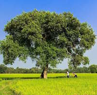 Giáo án Sinh hoạt dưới cờ lớp 5 Tự hào quê hương em tuần 28