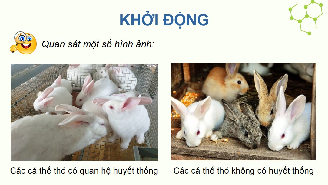 Powerpoint Sinh 12 Cánh Diều Bài 2