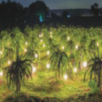 PowerPoint Khoa học 4 Bài 9: Vai trò của ánh sáng