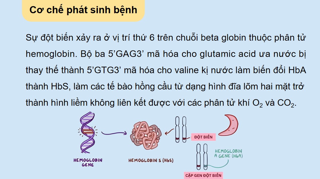 Powerpoint Sinh 12 Cánh Diều Bài 4
