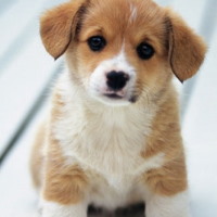 PowerPoint Tiếng Việt 4 Bài 26: Quan sát con vật