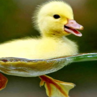 PowerPoint Tiếng Việt 4 Bài 27: Luyện viết đoạn văn miêu tả con vật