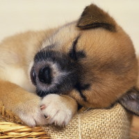 PowerPoint Tiếng Việt 4 Bài 29: Viết bài văn miêu tả con vật