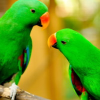 PowerPoint Tiếng Việt 4 Bài 30: Trả bài văn miêu tả con vật