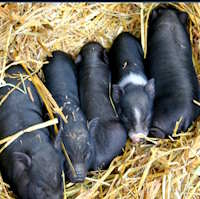 Trò chơi PowerPoint Em hiểu loài vật