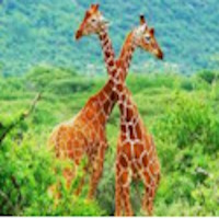 PowerPoint Khoa học 4 Bài 16: Động vật cần gì để sống?