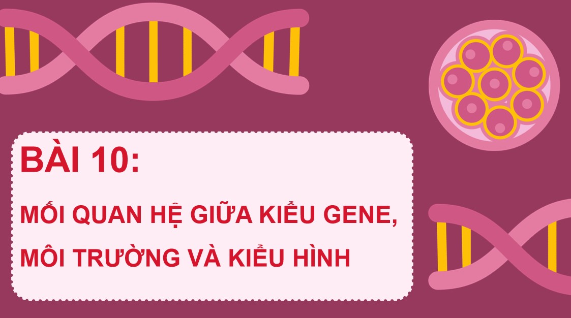 Powerpoint Sinh 12 Cánh Diều Bài 10