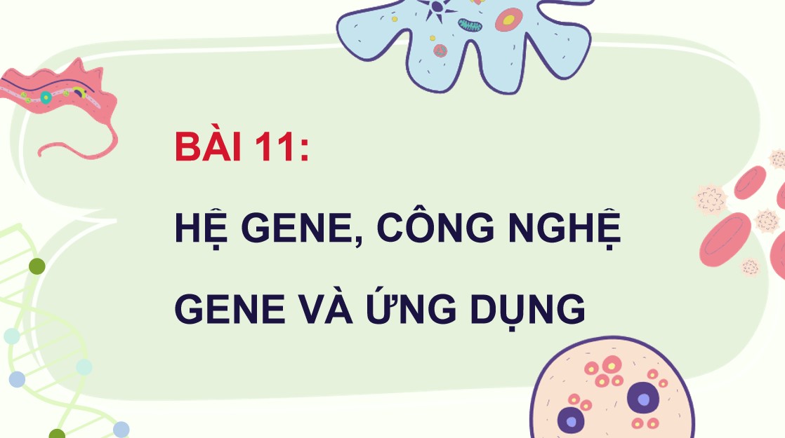 Powerpoint Sinh 12 Cánh Diều Bài 11