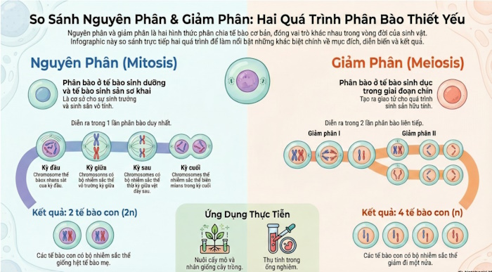 Mẫu sơ đồ tư duy môn Sinh học 9 KNTT