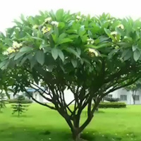 PowerPoint Tiếng Việt 4 Bài 4 viết 2: Luyện tập tả cây cối