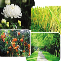 PowerPoint Tiếng Việt 4 Bài 6 viết 2: Luyện tập tả cây cối