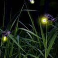 PowerPoint Tiếng Việt 4 Bài 7: Anh đom đóm