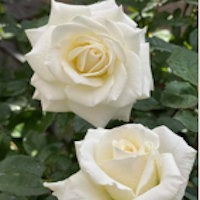 PowerPoint Tiếng Việt 4 Bài 7: Kể chuyện: Cây hoa hồng bạch