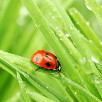 PowerPoint Ngữ văn 6 Bài 4: Giọt sương đêm