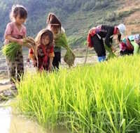 Giáo án Sinh hoạt lớp 2 Em yêu lao động sách Cánh diều tuần 12