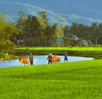 Giáo án Sinh hoạt lớp 2 Quê hương em Cánh diều tuần 24