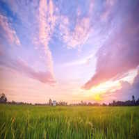 PowerPoint Ngữ văn 7 Bài 4: Mùa phơi sân trước 