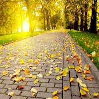 PowerPoint Ngữ văn 7 Bài 4: Mùa thu về Trùng Khánh nghe hạt dẻ hát  