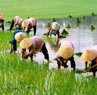 Giáo án Sinh hoạt lớp 3 Hoạt động vì cộng đồng tuần 25