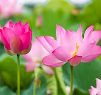 Giáo án Sinh hoạt dưới cờ lớp 5 Nghề em mơ ước tuần 32