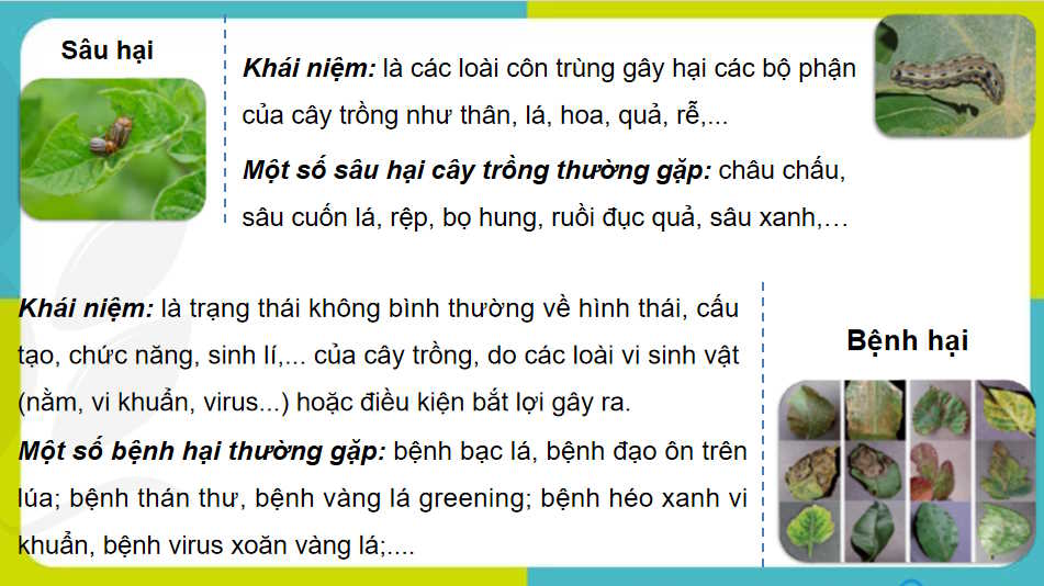  Bài 15: Sâu bệnh hại cây trồng và ý nghĩa của việc phòng trừ